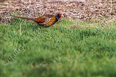 Fasan auf einer Wiese
