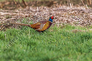 Fasan auf einer Wiese