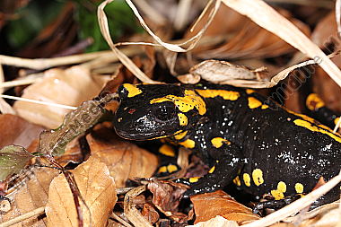 Gestreifter Feuersalamander