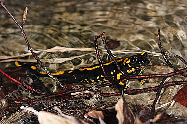 Gestreifter Feuersalamander