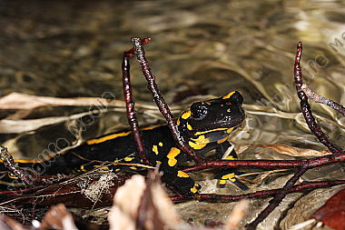 Gestreifter Feuersalamander