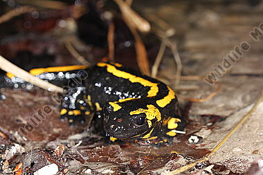 Gestreifter Feuersalamander