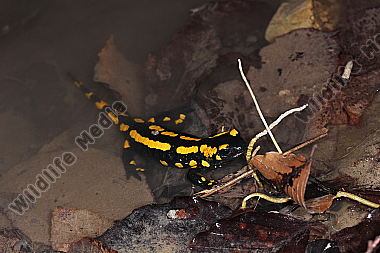 Gestreifter Feuersalamander