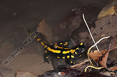 Gestreifter Feuersalamander
