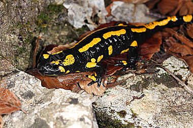 Gestreifter Feuersalamander