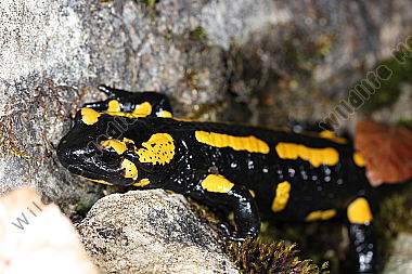 Gestreifter Feuersalamander