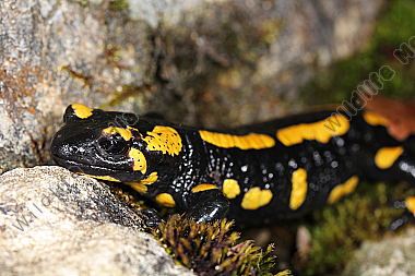 Gestreifter Feuersalamander