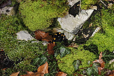 Gestreifter Feuersalamander