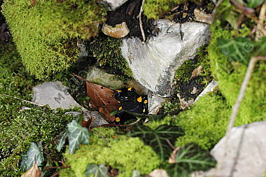 Gestreifter Feuersalamander
