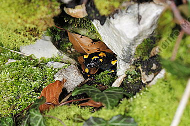 Gestreifter Feuersalamander