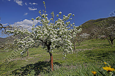 Birnbaum Blüte