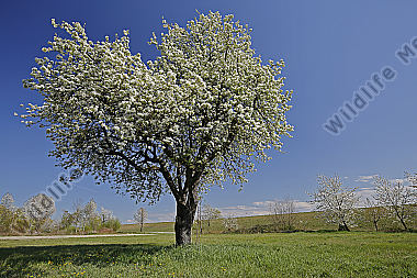 Birnbaum Blüte