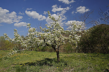 Birnbaum Blüte