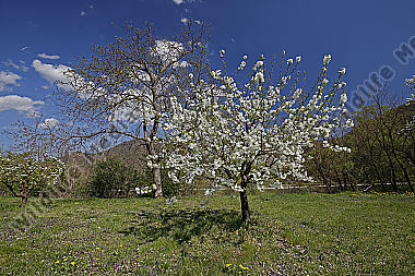 Kirschbaum Blüte