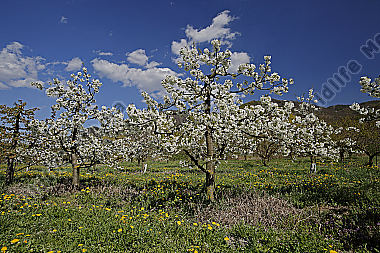 Kirschbaum Blüte