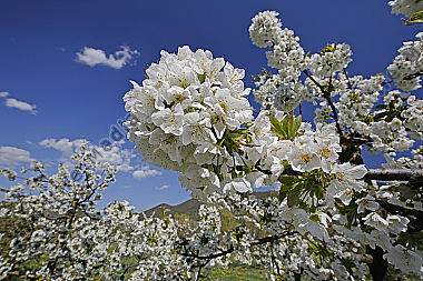Kirschbaum Blüte