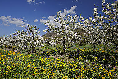 Kirschbaum Blüte