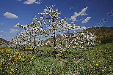 Kirschbaum Blüte