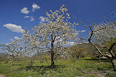 Kirschbaum Blüte