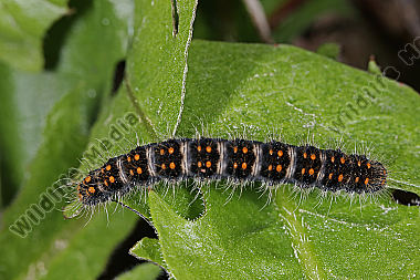 Gelber Wiesenspinner halberwachsene Raupe