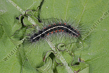 Bärenspinner picta halberwachsene Raupe