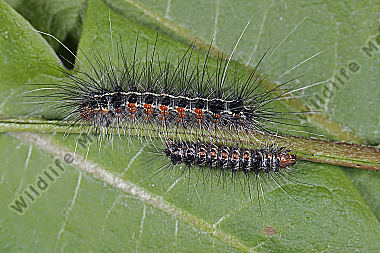Bärenspinner picta halberwachsene Raupe