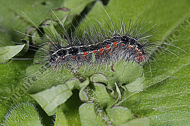 Bärenspinner picta halberwachsene Raupe