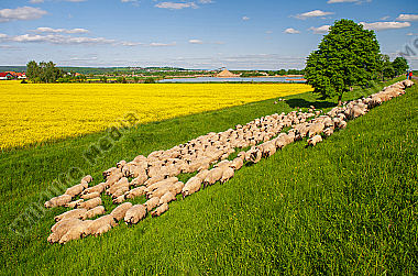 Schafherde Ovis aries im Frühling