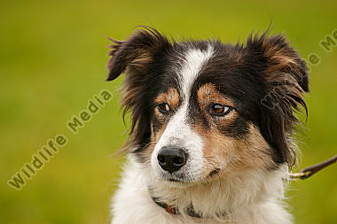 Border Collie Canis lupus familiaris Portrait
