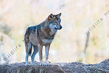 Europäischer Wolf Canis lupus