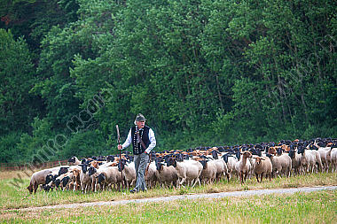 Schäfer mit ziehender Herde am Waldrand