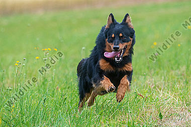 Hütehund in Aktion