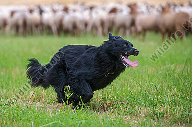 Altdeutscher Hütehund in Aktion