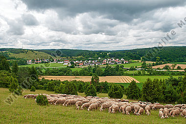 Schafherde im Altmühltal