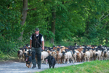 Schäfer mit Hütehunden und Schafherde am Waldrand