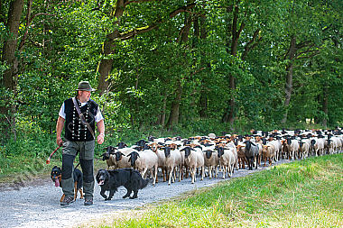 Schäfer mit Hütehunden und Schafherde am Waldrand