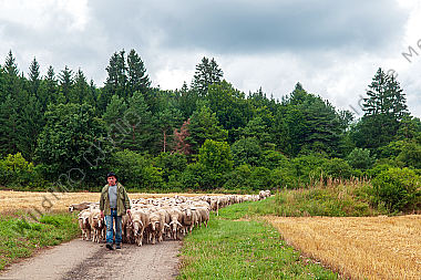 Schäfer mit ziehender Herde