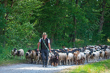 Schäfer mit Hütehund und Schafherde am Waldrand