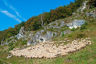 Schafherde im Altmühltal