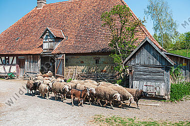 Fränkischer Schafstall mit ausziehender Herde