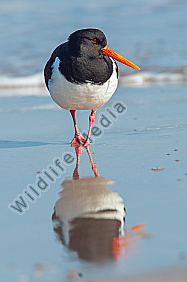 Austernfischer Haematopus ostralegus am Strand