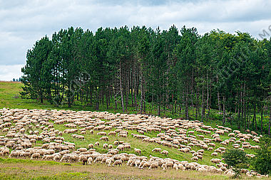 Schafherde am Waldrand