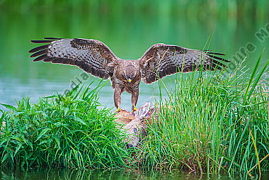 Mäusebussarde Buteo buteo am Fallwild