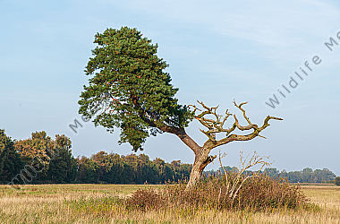 Alte Kiefer Pinus im Herbst