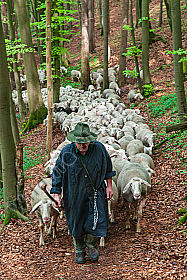 Schäfer zieht mit Schafherde durch Wald