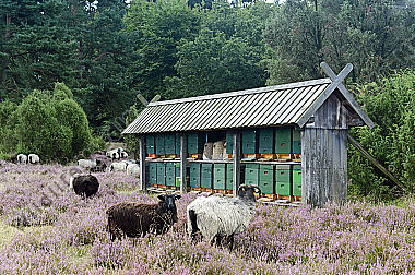 Bienenstand in der Heide Lüneburger Heide
