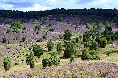 Blühende Lüneburger Heide im Todengrund