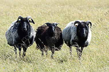Heidschnucken Ovis aries in der Lüneburger Heide