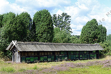 Bienenstand in der Heide Lüneburger Heide
