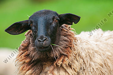 Rhönschaf Ovis aries Porträt